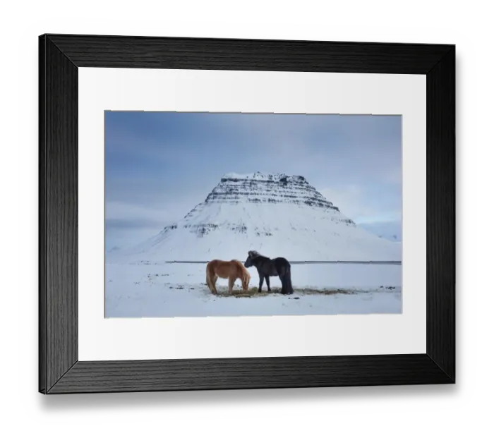 Framed Print : Horses grazing in the snow in front of Kirkjufell, Snaefellsness Peninsula, Iceland Framed Print : Horses grazing in the snow in front of Kirkjufell, Snaefellsness Peninsula, Iceland