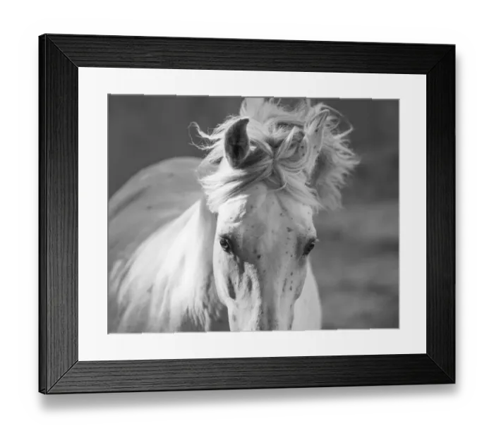 Framed Print : RF - Head and mane of grey Andalusian stallion running in bullfighting arena, Southern Spain Framed Print : RF - Head and mane of grey Andalusian stallion running in bullfighting arena, Southern Spain