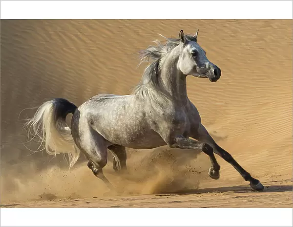 RF - Dapple grey Arabian stallion running in desert dunes near Dubai, United Arab