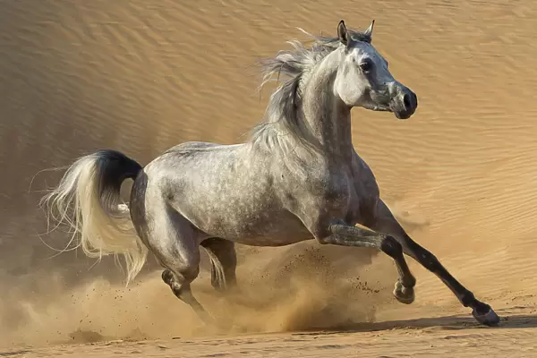 RF - Dapple grey Arabian stallion running in desert dunes near Dubai, United Arab