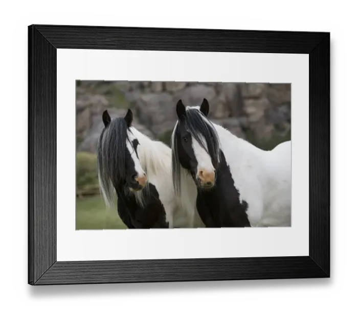 Framed Print : RF - Two Gypsy vanner geldings standing together looking away, Greyrock, Wyoming, USA