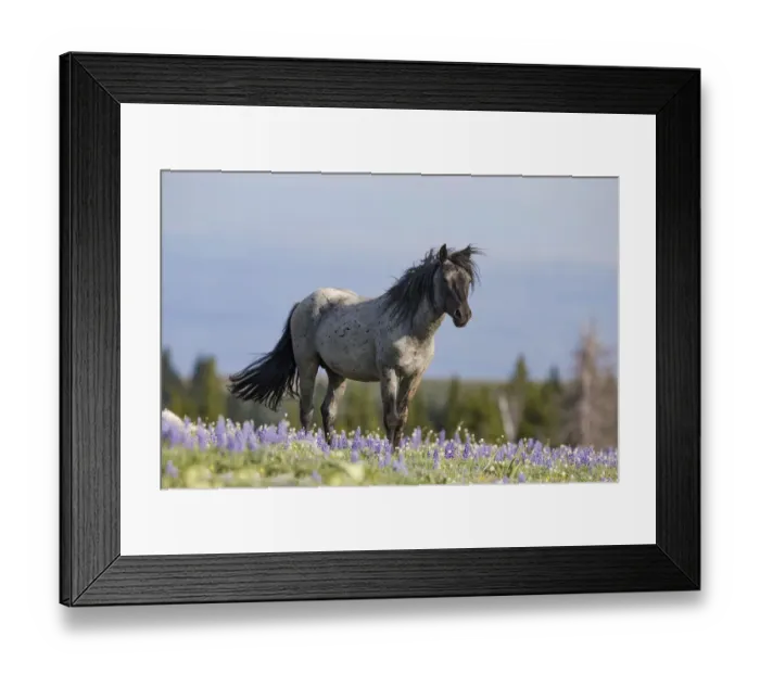 Framed Print : A blue roan stallion stands in the flowers in the Pryor Mountains of Montana Framed Print : A blue roan stallion stands in the flowers in the Pryor Mountains of Montana
