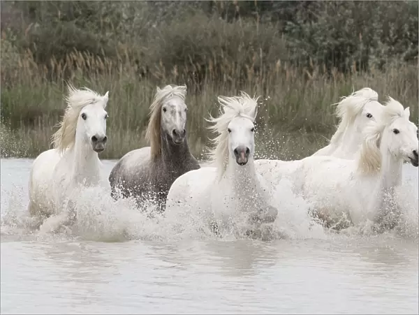 Five white Camargue horses running through the water in Southern France, Europe. May