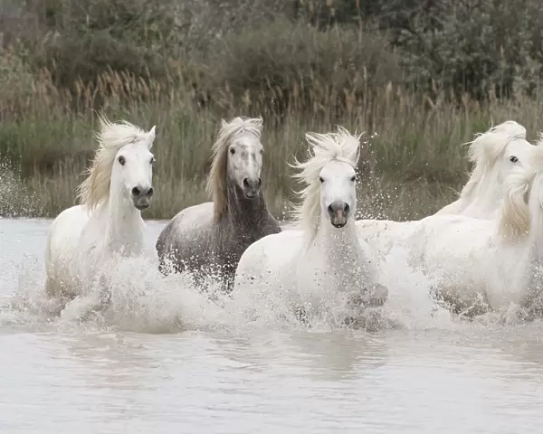 Five white Camargue horses running through the water in Southern France, Europe. May