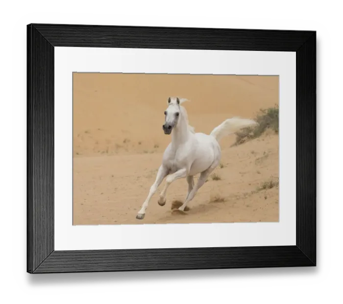 Framed Print : Grey Arabian stallion running in desert dunes near Dubai, United Arab Emirates Framed Print : Grey Arabian stallion running in desert dunes near Dubai, United Arab Emirates