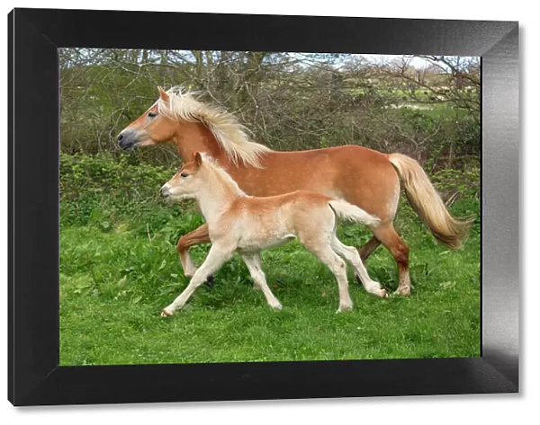 Haflinger horse mare and foal running in meadow. England, UK