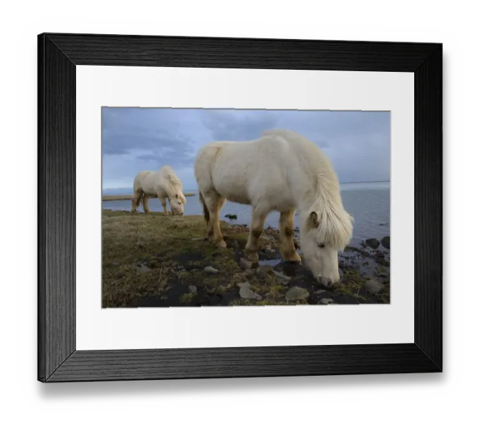 Framed Print : Icelandic horses, southern Iceland, February 2015 Framed Print : Icelandic horses, southern Iceland, February 2015