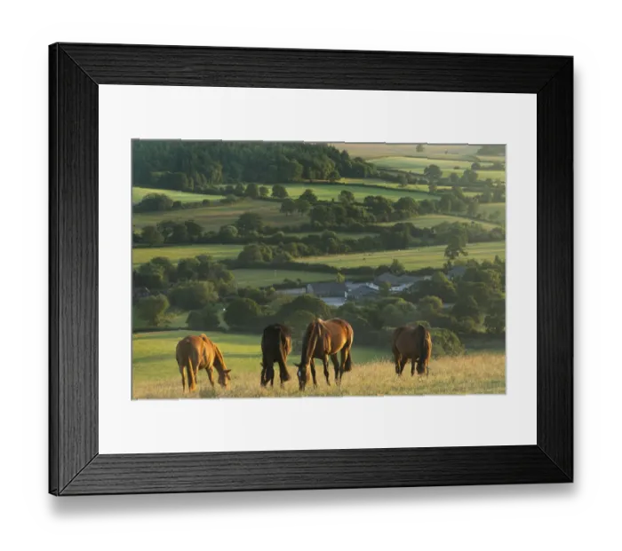 Framed Print : Horsesgrazing on Bulbarrow Hill at dawn, Dorset, England, UK, July 2014 Framed Print : Horsesgrazing on Bulbarrow Hill at dawn, Dorset, England, UK, July 2014
