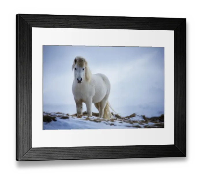 Framed Print : Horse near Helgafell, Snaefellsness Peninsula, Iceland, March 2015 Framed Print : Horse near Helgafell, Snaefellsness Peninsula, Iceland, March 2015