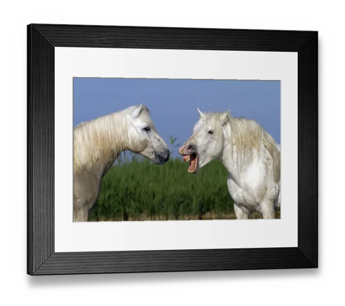 Framed Print : Camargue horse, two, one with mouth open. Bouches du Rhone, France May Framed Print : Camargue horse, two, one with mouth open. Bouches du Rhone, France May