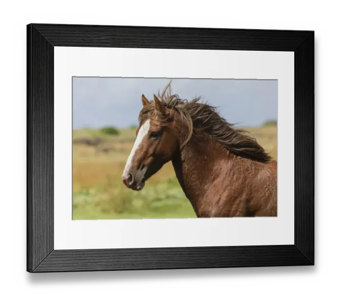Framed Print : Wild Rapa Nui horse / stallion, Rapa Nui National Park UNESCO World Heritage Site Framed Print : Wild Rapa Nui horse / stallion, Rapa Nui National Park UNESCO World Heritage Site
