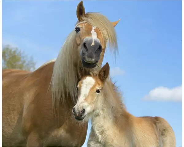 Haflinger horse mare and foal in meadow, Norfolk, England, UK, March