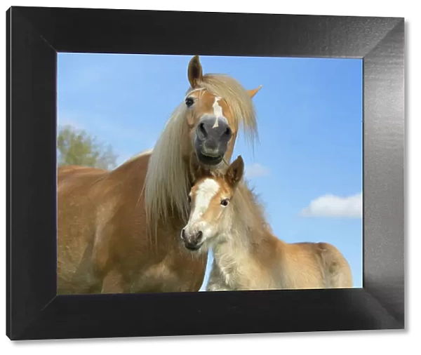 Haflinger horse mare and foal in meadow, Norfolk, England, UK, March