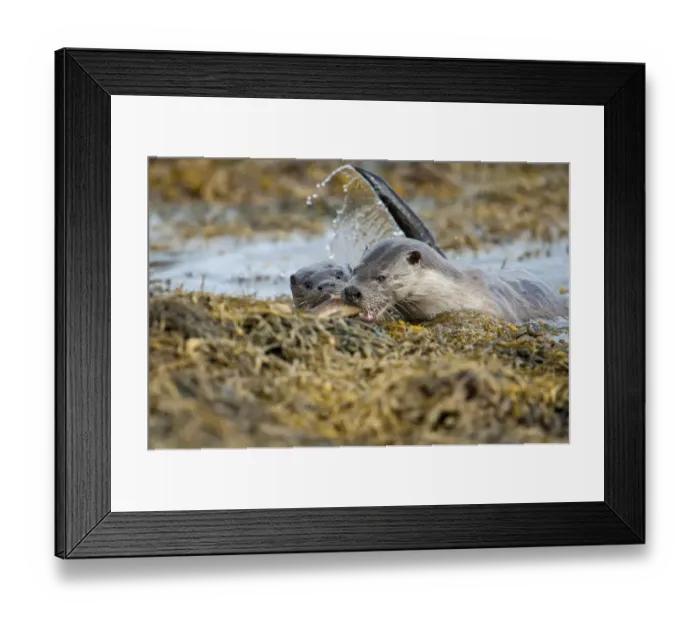 Framed Print : European river otter (Lutra lutra) female bringing a wrasse ashore for her cub, Shetland