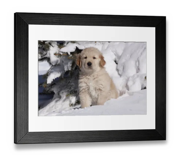 Framed Print : Golden Retriever puppy sitting in snow. Big Rock, Illinois, USA, February Framed Print : Golden Retriever puppy sitting in snow. Big Rock, Illinois, USA, February
