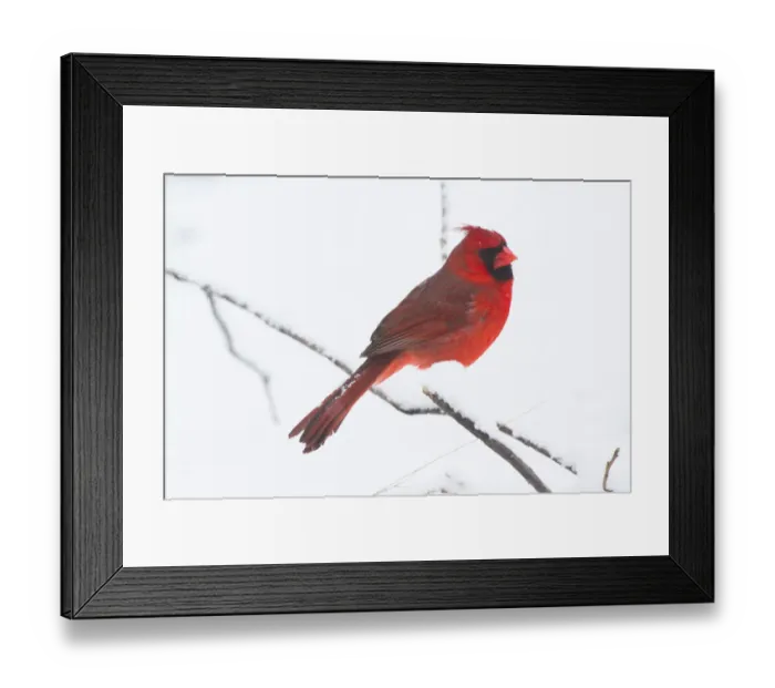 Framed Print : Northern Cardinal (Cardinals cardinalis), male, perched during light snowfall, St Framed Print : Northern Cardinal (Cardinals cardinalis), male, perched during light snowfall, St