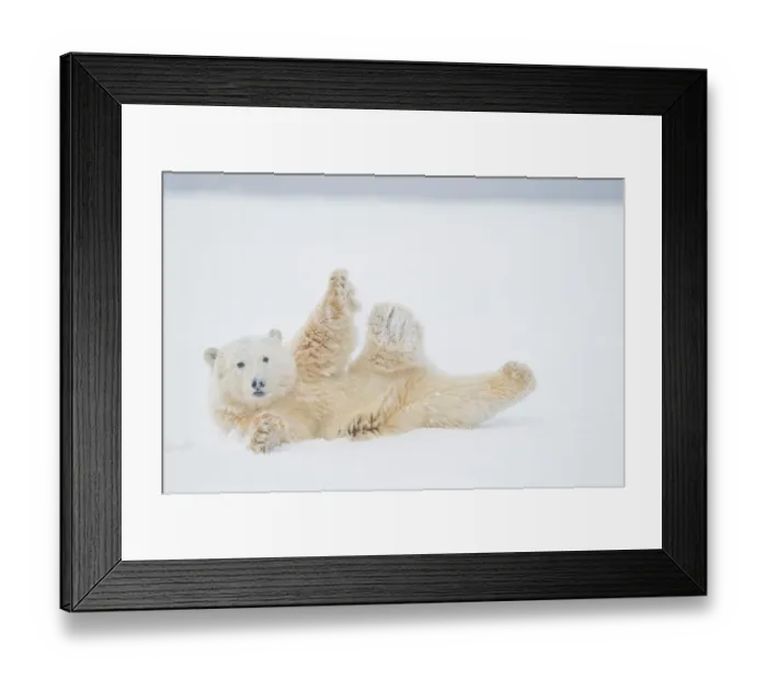 Framed Print : Polar bear (Ursus maritimus) yearling rolling around on newly formed pack ice, Beaufort Sea Framed Print : Polar bear (Ursus maritimus) yearling rolling around on newly formed pack ice, Beaufort Sea