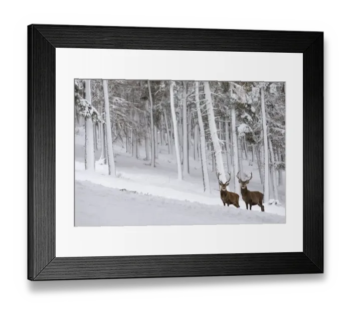 Framed Print : Red Deer stag (Cervus elaphus) in snow-covered pine forest, Cairngorms National Park, Scotland, UK Framed Print : Red Deer stag (Cervus elaphus) in snow-covered pine forest, Cairngorms National Park, Scotland, UK