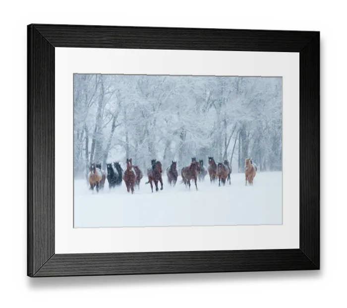 Framed Print : Quarter horses running in snow at ranch, Shell, Wyoming, USA, February Framed Print : Quarter horses running in snow at ranch, Shell, Wyoming, USA, February