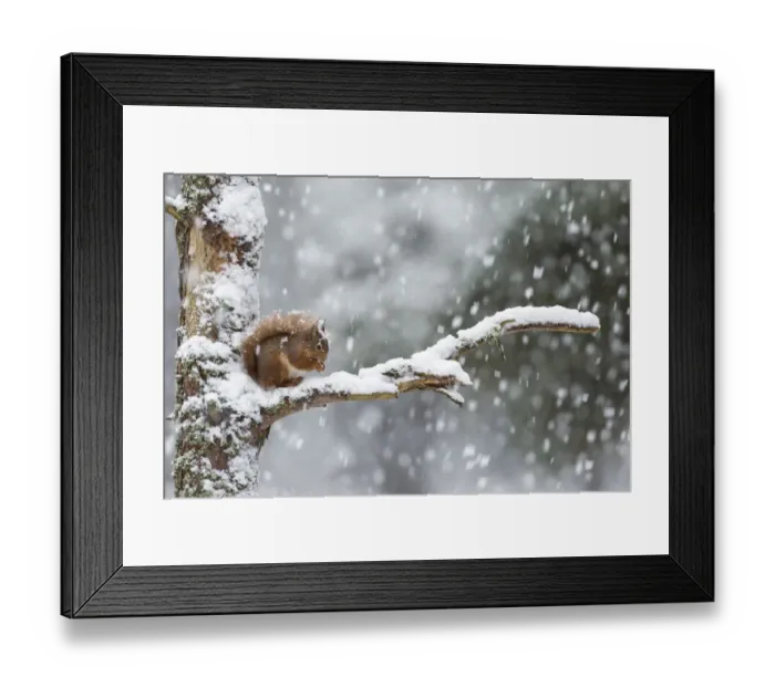 Framed Print : Red Squirrel (Sciurus vulgaris) on branch in heavy snowfall, Scotland, UK. February