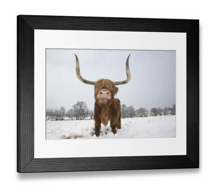 Framed Print : Highland cow in snow, Glenfeshie, Cairngorms National Park, Scotland, UK, February Framed Print : Highland cow in snow, Glenfeshie, Cairngorms National Park, Scotland, UK, February