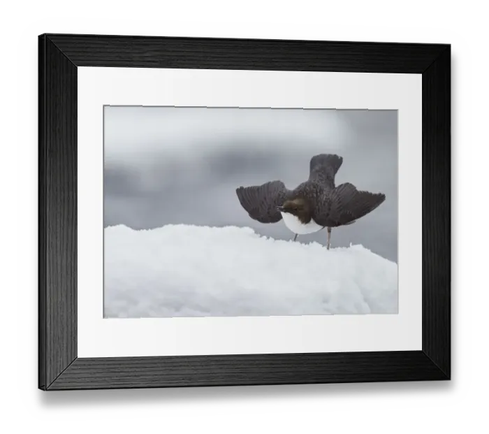 Framed Print : Dipper (Cinclus cinclus) displaying or drying wings, Kuusamo Finland March Framed Print : Dipper (Cinclus cinclus) displaying or drying wings, Kuusamo Finland March