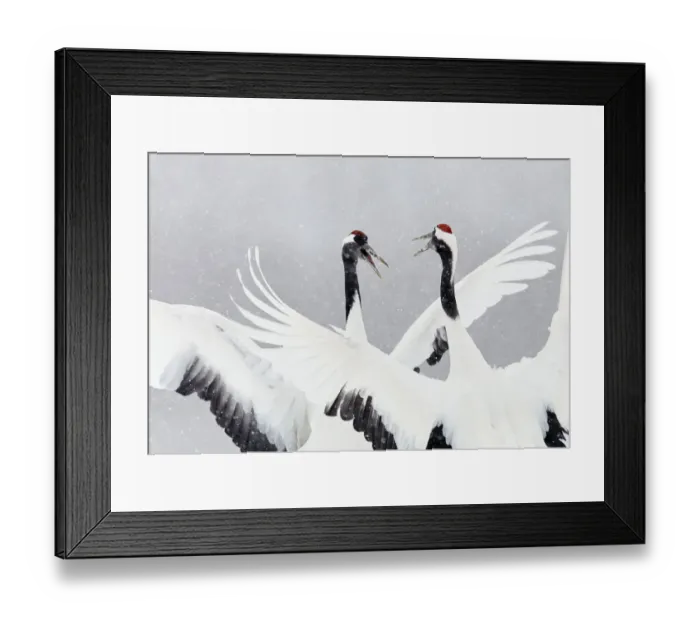 Framed Print : Japanese / Red-crowned crane (Grus japonicus) two calling and dancing, part of bonding Framed Print : Japanese / Red-crowned crane (Grus japonicus) two calling and dancing, part of bonding