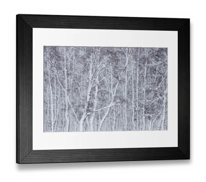 Framed Print : Section of Silver birch (Betula pendula) woodland, Glenfeshie, Cairngorms National Park Framed Print : Section of Silver birch (Betula pendula) woodland, Glenfeshie, Cairngorms National Park