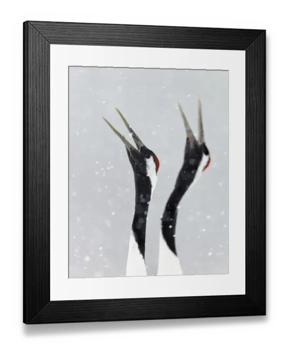 Framed Print : Japanese / Red-crowned crane (Grus japonicus) two calling, part of bonding and courtship display Framed Print : Japanese / Red-crowned crane (Grus japonicus) two calling, part of bonding and courtship display