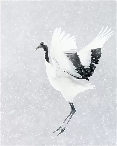 Japanese  /  Red-crowned crane (Grus japonicus) one coming into land, Hokkaido Japan February