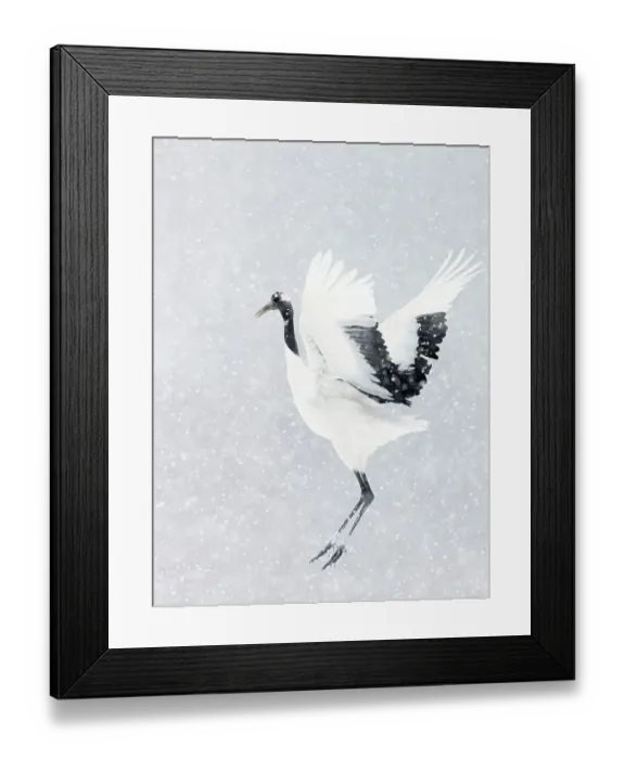 Framed Print : Japanese / Red-crowned crane (Grus japonicus) one coming into land, Hokkaido Japan February Framed Print : Japanese / Red-crowned crane (Grus japonicus) one coming into land, Hokkaido Japan February