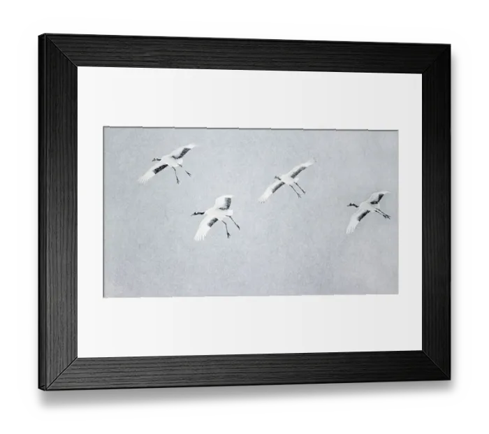 Framed Print : Japanese / Red-crowned crane (Grus japonicus) four coming into land, Hokkaido Japan February Framed Print : Japanese / Red-crowned crane (Grus japonicus) four coming into land, Hokkaido Japan February