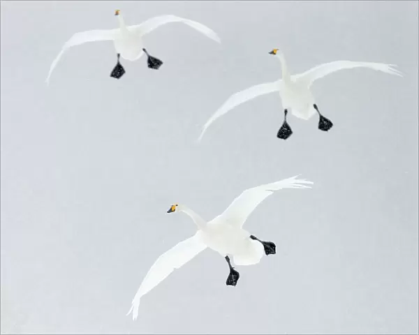 Whooper swans (Cygnus cygnus) three coming into land, Hokkaido, Japan, February