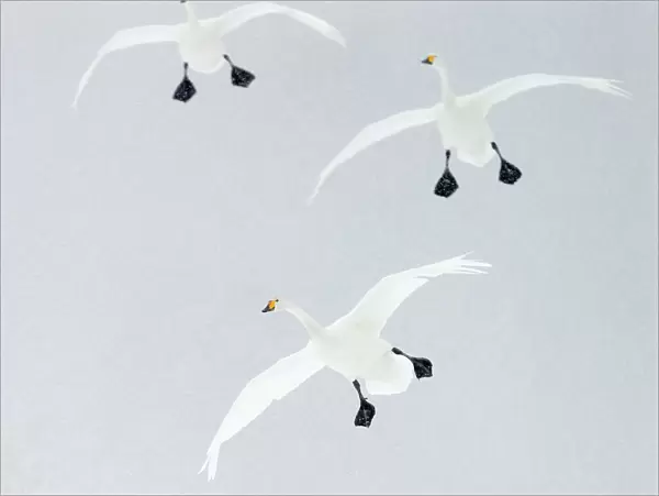Whooper swans (Cygnus cygnus) three coming into land, Hokkaido, Japan, February