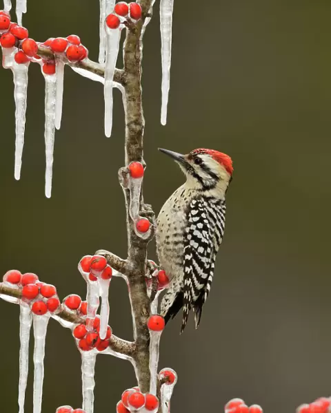 Ladder-backed Woodpecker (Picoides scalaris), adult male perched on icy branch of Possum Haw Holly
