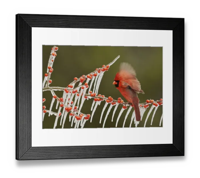 Framed Print : Northern Cardinal (Cardinalis cardinalis), adult male perched on icy branch of Possum Haw Holly Framed Print : Northern Cardinal (Cardinalis cardinalis), adult male perched on icy branch of Possum Haw Holly