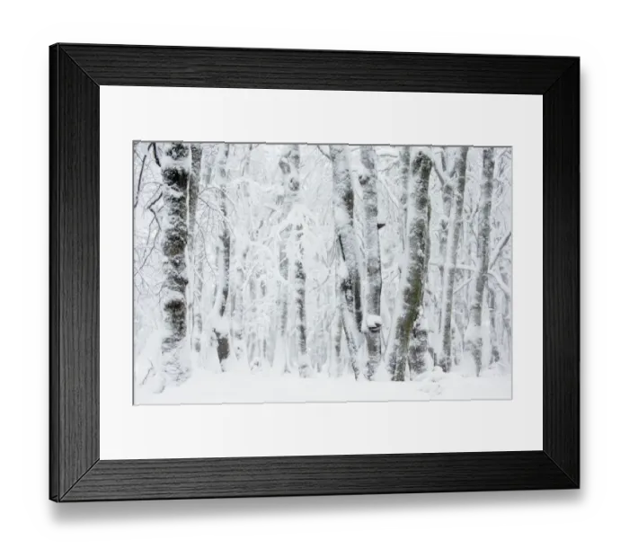 Framed Print : Pollarded European / Common beech tree (Fagus sylvatica) trees covered in snow, Hohneck Framed Print : Pollarded European / Common beech tree (Fagus sylvatica) trees covered in snow, Hohneck