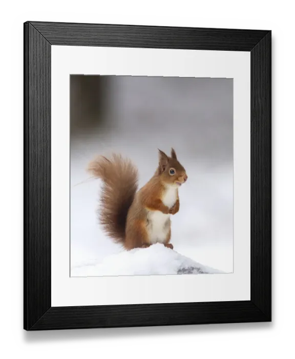Framed Print : Red squirrel (Sciurus vulgaris) stood on log in snow, Cairngorms National Park, Scotland, UK Framed Print : Red squirrel (Sciurus vulgaris) stood on log in snow, Cairngorms National Park, Scotland, UK
