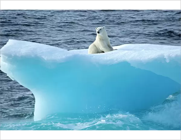 Polar bear (Ursus maritimus) on an iceberg, Baffin Bay, Canada. September