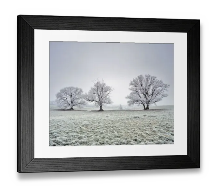 Framed Print : Farmland wtih three Oak trees (Quercus robur) covered in frost. Saint Gobain, Picardy Framed Print : Farmland wtih three Oak trees (Quercus robur) covered in frost. Saint Gobain, Picardy