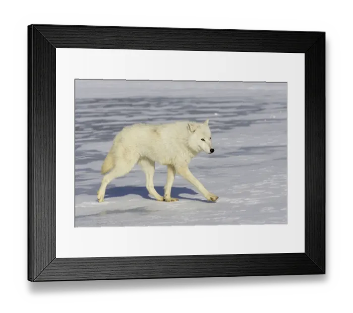 Framed Print : Arctic wolf (Canis lupus arctos) walking on snow, captive