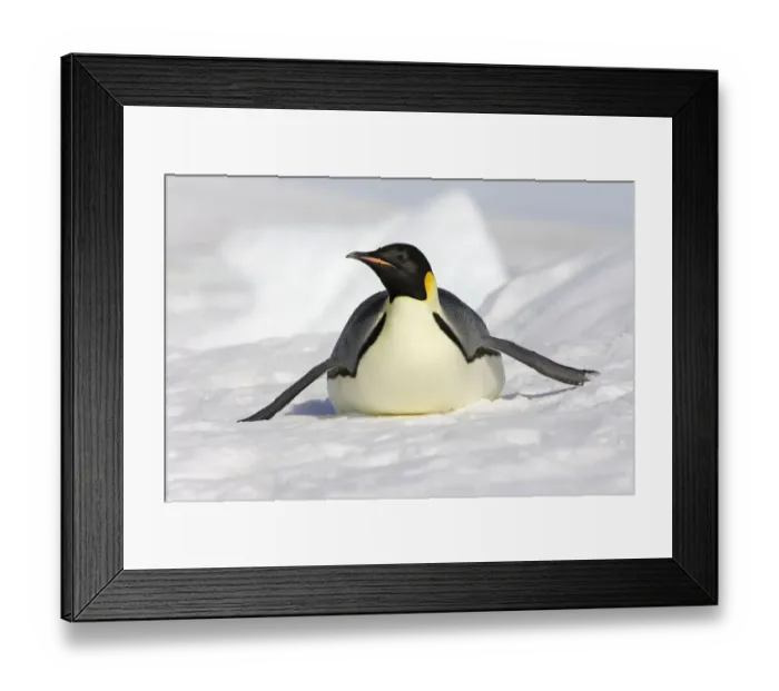 Framed Print : Emperor penguin (Aptenodytes forsteri), tobogganing, Snow Hill Island, Antarctic Framed Print : Emperor penguin (Aptenodytes forsteri), tobogganing, Snow Hill Island, Antarctic