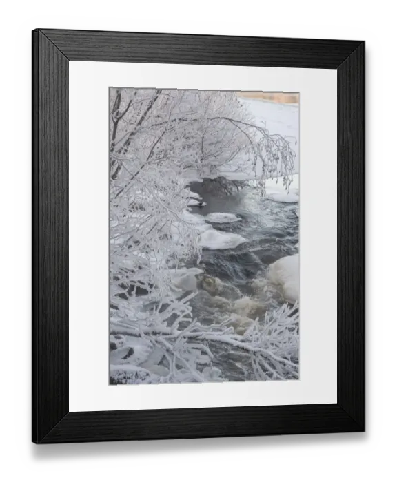 Framed Print : Dipper (Cinclus cinclus) perched on ice on frosty river bank, Finland, January