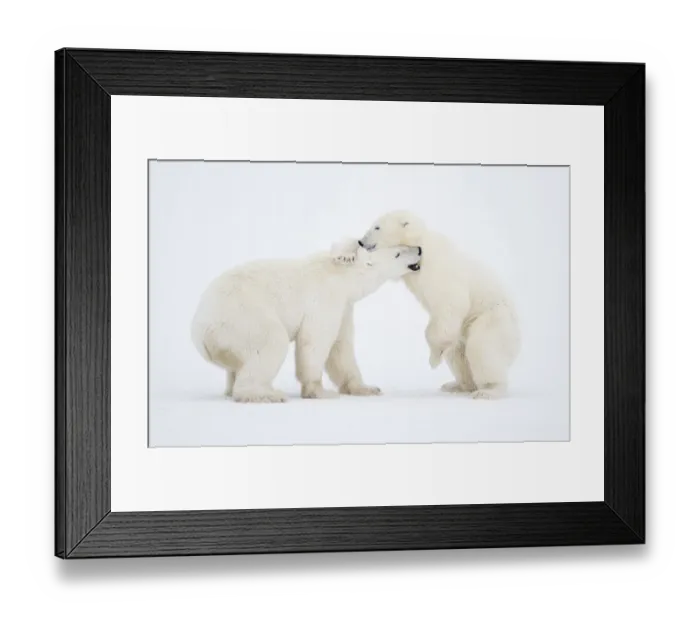 Framed Print : RF - Polar Bears (Ursus maritimus) males fighting, Churchill, Canada, November Framed Print : RF - Polar Bears (Ursus maritimus) males fighting, Churchill, Canada, November