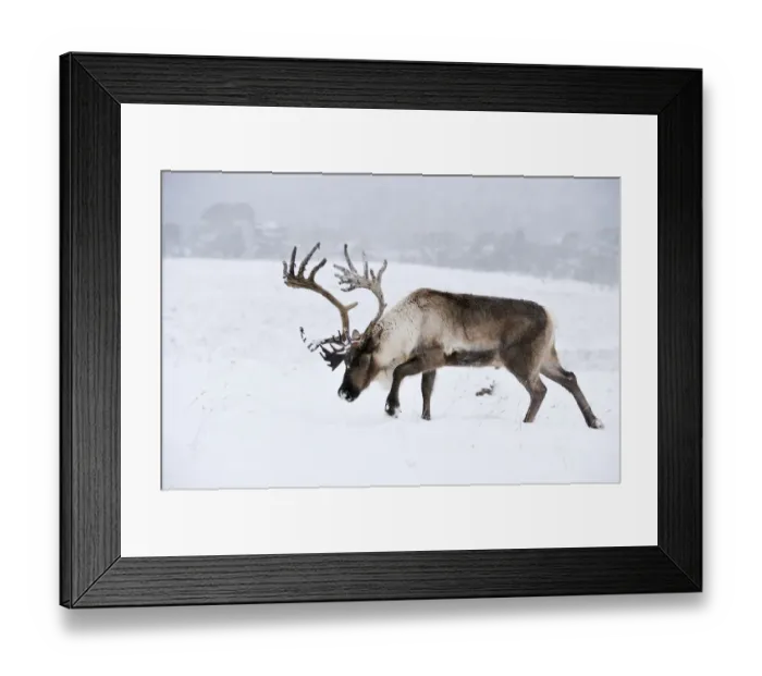 Framed Print : Reindeer (Rangifer tarandus) bull in snow, Cairngorms Reindeer Herd, reintroduced Framed Print : Reindeer (Rangifer tarandus) bull in snow, Cairngorms Reindeer Herd, reintroduced