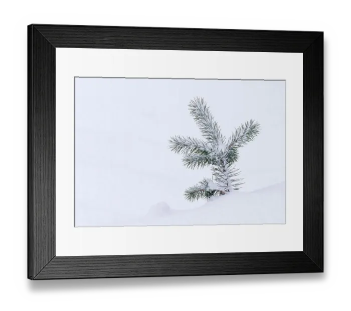 Framed Print : Scots Pine (Pinus sylvestris) tree seedling in snow, Abernethy Forest RSPB Reserve Framed Print : Scots Pine (Pinus sylvestris) tree seedling in snow, Abernethy Forest RSPB Reserve
