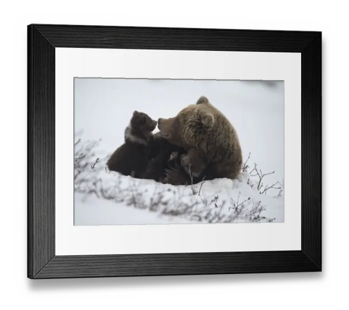 Framed Print : Brown bear (Ursus arctos) mother and cubs, South Kamchatka Sanctuary, Kronotsky Nature Reserve Framed Print : Brown bear (Ursus arctos) mother and cubs, South Kamchatka Sanctuary, Kronotsky Nature Reserve