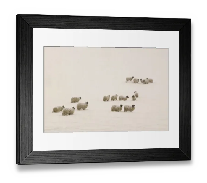 Framed Print : Sheep stuck in heavy snow near Ambleside, England, UK. March 2006 Framed Print : Sheep stuck in heavy snow near Ambleside, England, UK. March 2006