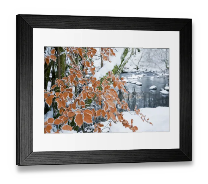 Framed Print : Hoar frost on Beech leaves (Fagus sylvatica) Rydal, Lake District, England, UK Framed Print : Hoar frost on Beech leaves (Fagus sylvatica) Rydal, Lake District, England, UK