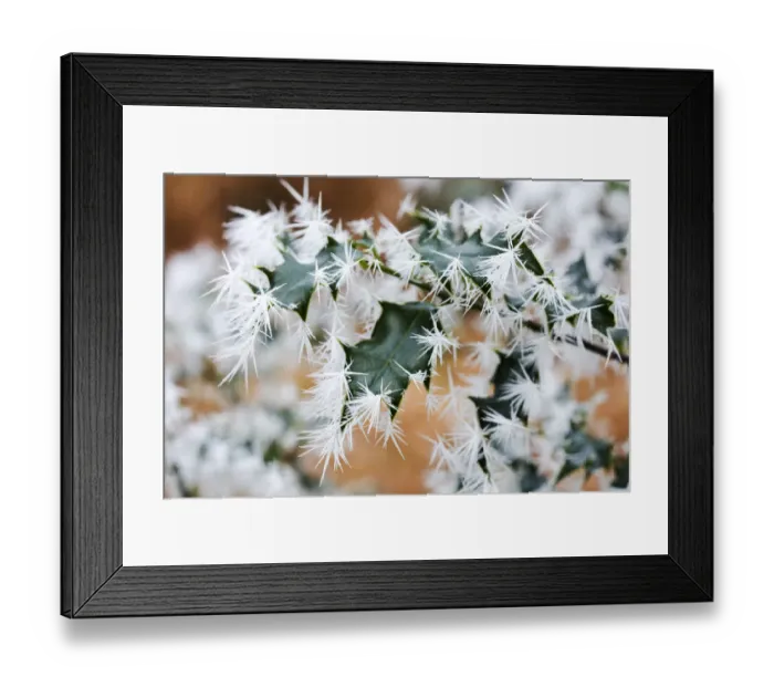 Framed Print : Needle ice on Holly leaves (Ilex europaeus) in a woodland in Ambleside Cumbria UK Framed Print : Needle ice on Holly leaves (Ilex europaeus) in a woodland in Ambleside Cumbria UK